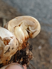 Pholiota nubigena