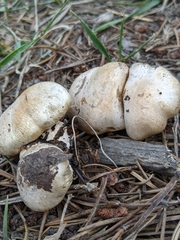 Pholiota nubigena
