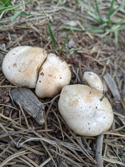 Pholiota nubigena