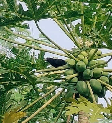 Asian Koel