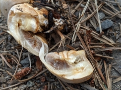 Pholiota nubigena