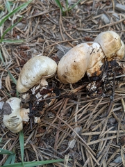 Pholiota nubigena