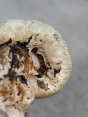 Pholiota nubigena
