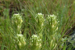 Castilleja attenuata