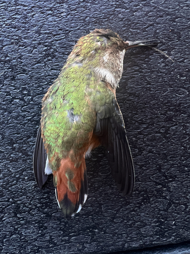 Rufous Hummingbird