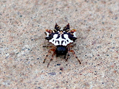 Gasteracantha sacerdotalis