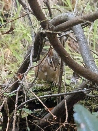 Sonoma Chipmunk observed by cystops