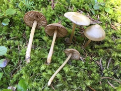 Entoloma holoconiotum