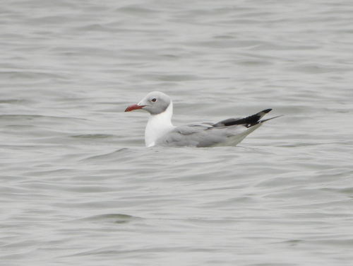 iNaturalist image