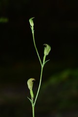 Pterostylis parviflora