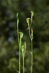 Pterostylis parviflora