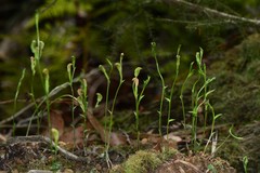 Pterostylis parviflora