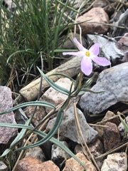 Phlox dolichantha