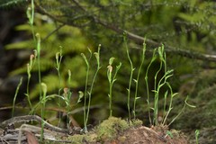 Pterostylis parviflora