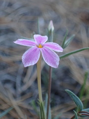 Phlox dolichantha