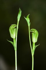 Pterostylis parviflora