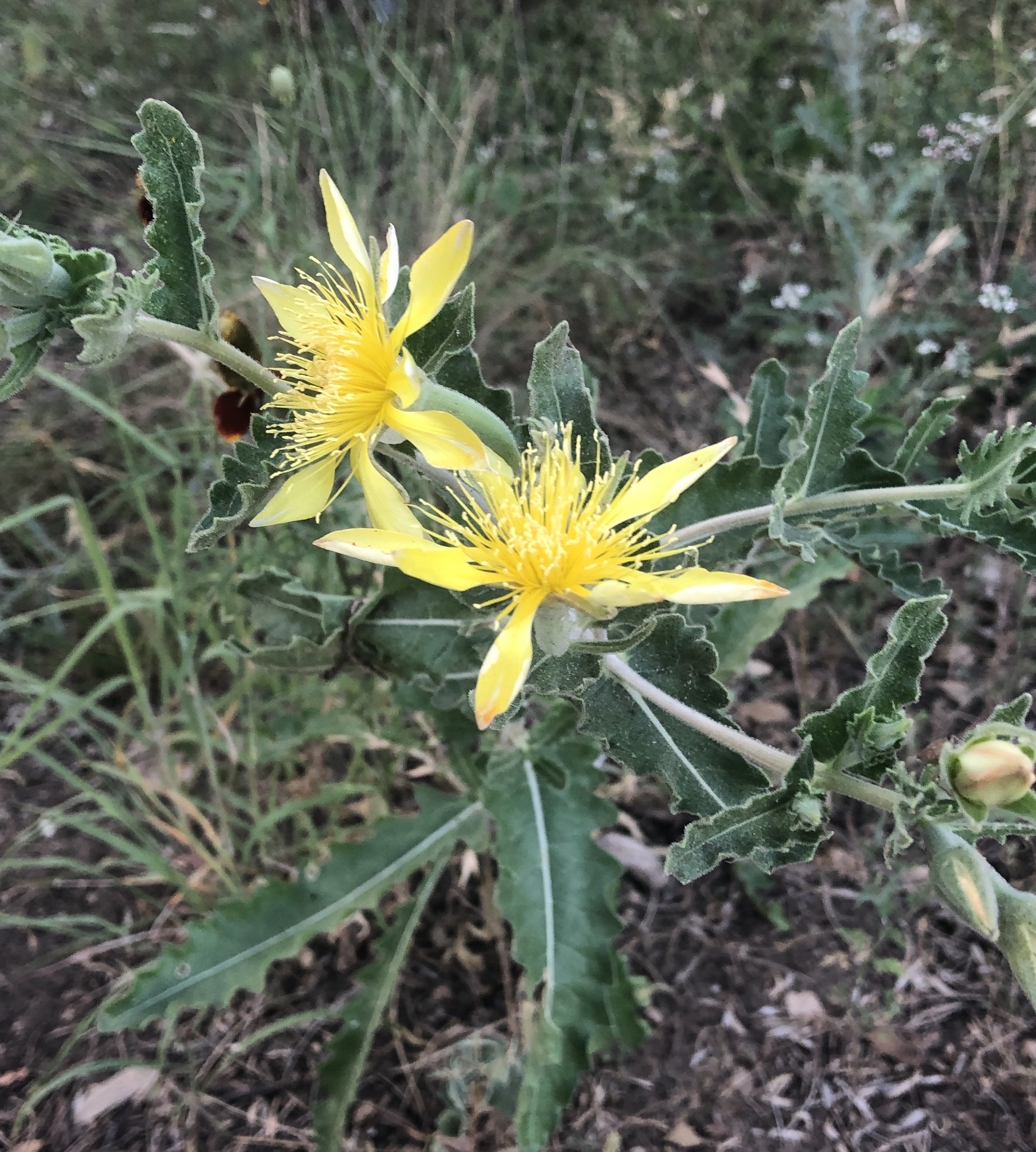 Mentzelia reverchonii
