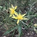 Reverchon's Blazingstar - Photo (c) Fred Loxsom, some rights reserved (CC BY-NC), uploaded by Fred Loxsom