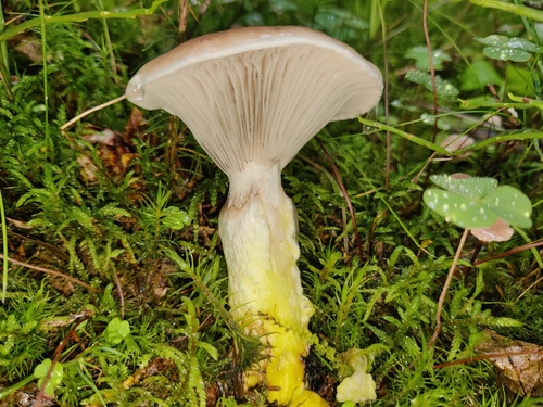 Slimy Spike