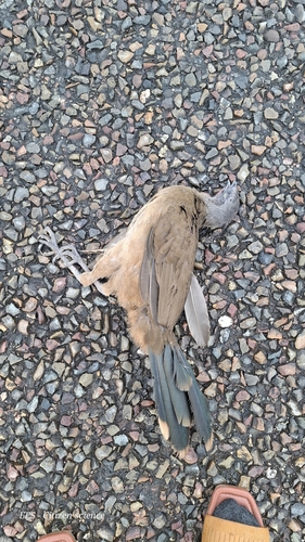 Plain Chachalaca