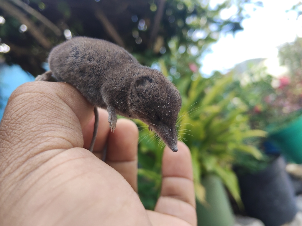 Puebla Least Shrew