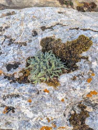 Saxifraga callosa