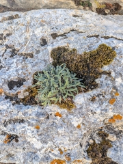 Saxifraga callosa