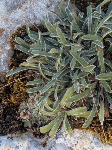 Saxifraga callosa, photograph 2