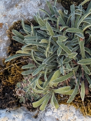 Saxifraga callosa, photograph (c) Francesco Baboni, some rights reserved (CC BY)