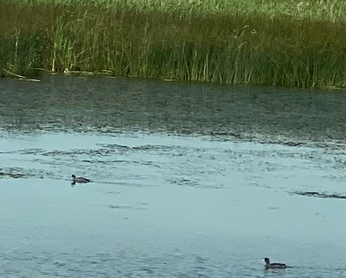 American Coot