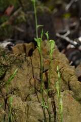 Pterostylis parviflora