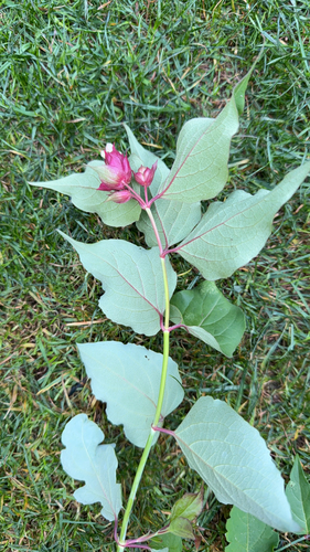 Himalayan honeysuckle