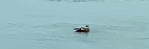 Ruddy Duck