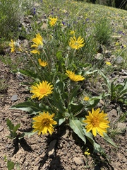 Balsamorhiza serrata