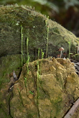 Pterostylis parviflora