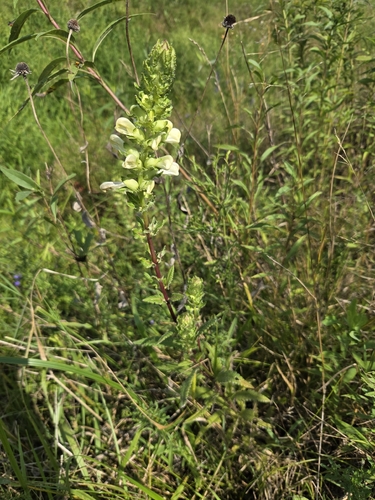 swamp lousewort