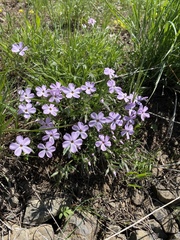 Phlox longifolia