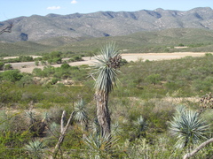 Yucca rigida