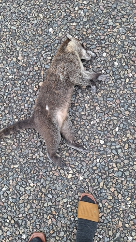 White-nosed Coati