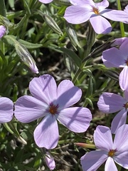 Phlox longifolia