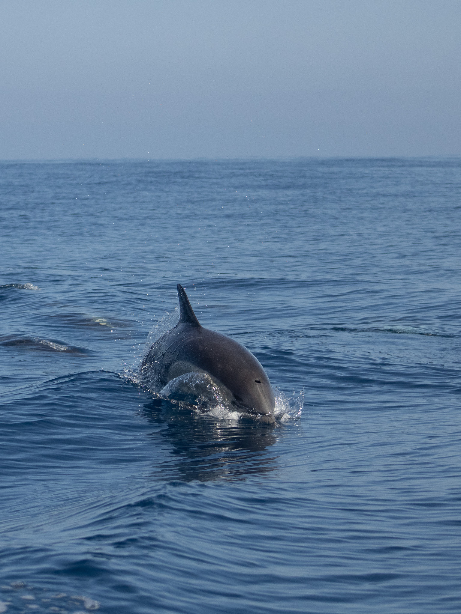 Delphinus delphis