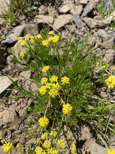 Lomatium bicolor var. leptocarpum