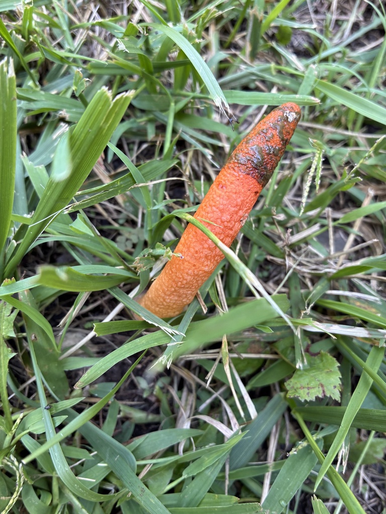 devil's dipstick · August 2026 · photo: Photo: (c) ktakahashi, some rights reserved (CC BY) · iNaturalist