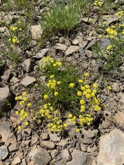 Lomatium bicolor leptocarpum