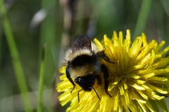 Bombus sichelii
