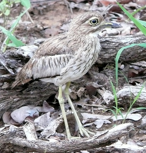 iNaturalist image