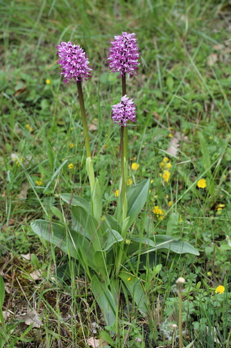 Orchis simia