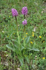 Orchis simia