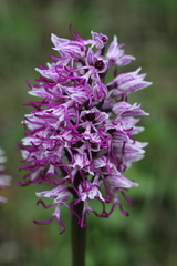 Orchis simia, photograph (c) Lídia Carrera, some rights reserved (CC BY)