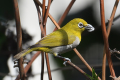 Zosterops palpebrosus